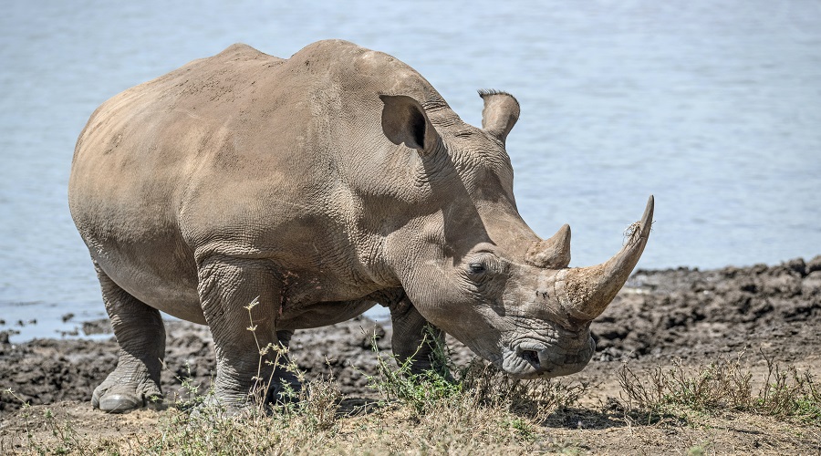 4 Days Best of Tanzania Safari | Big Five Midrange Adventure from Arusha.